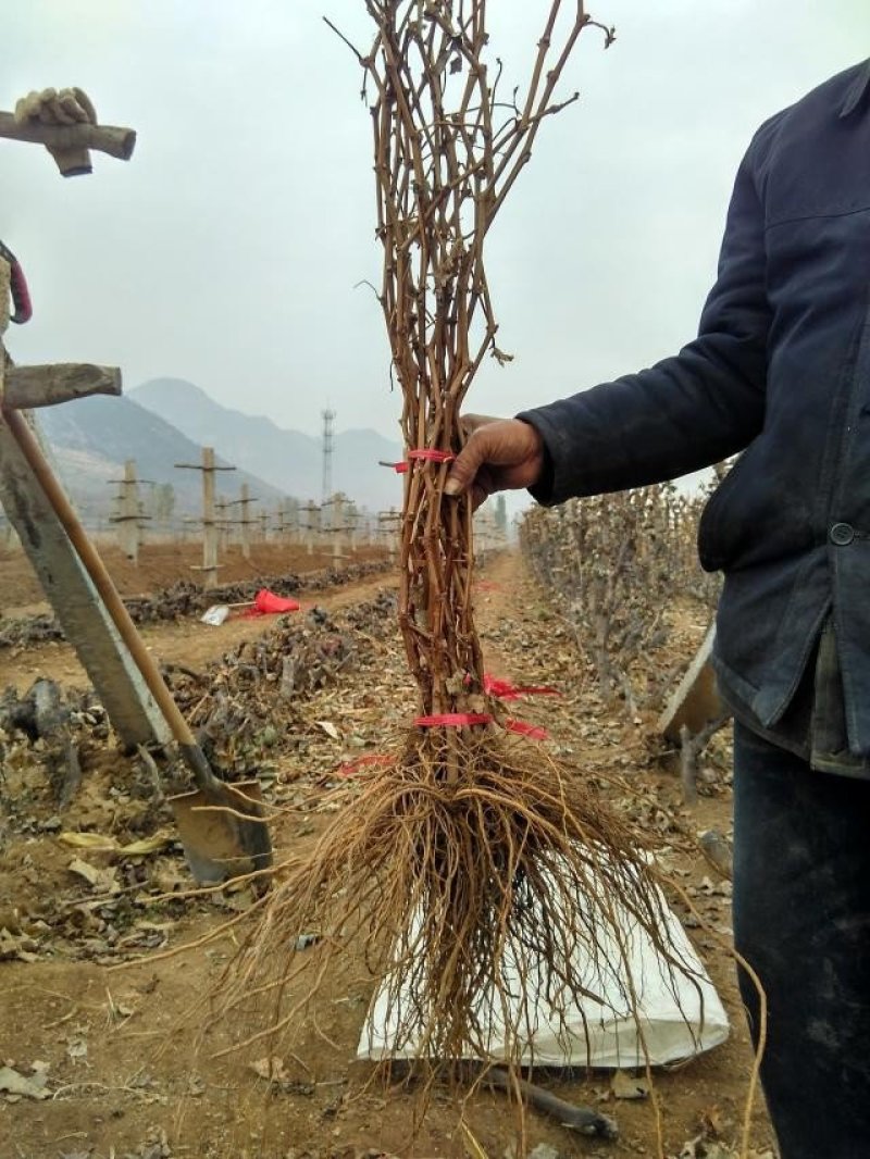 当年结果黑提苗红提苗优质葡萄苗包活老苗带盆