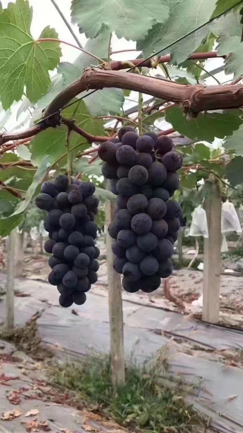 巨峰葡萄苗葡萄苗甜过初恋