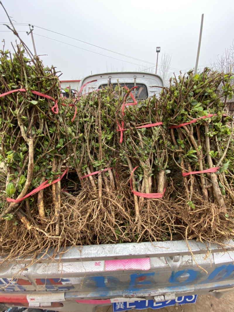 金银花小苗，红色金银花小苗，四季金银花苗