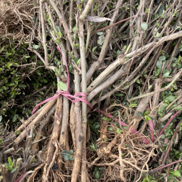 金银花小苗，红色金银花小苗，四季金银花苗