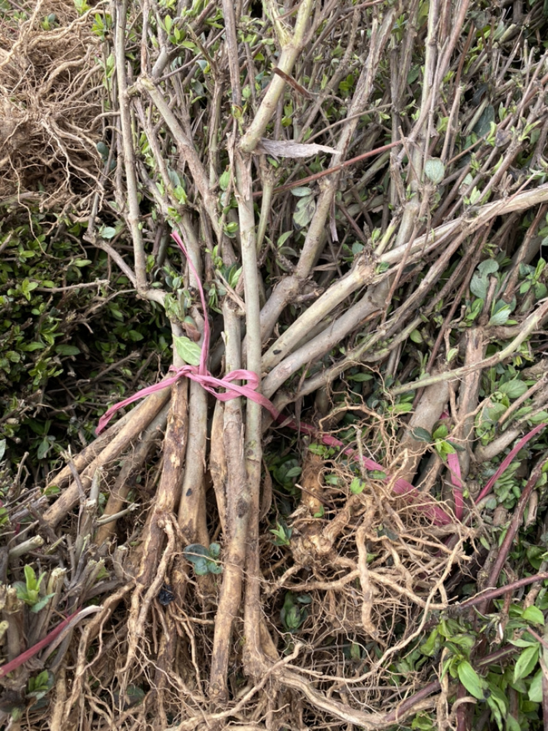 金银花小苗，红色金银花小苗，四季金银花苗