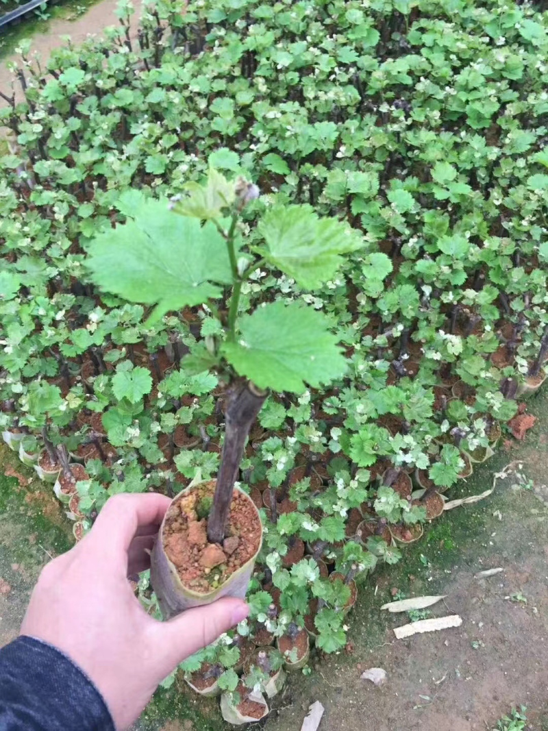 【今日特价】葡萄苗阳光玫瑰葡萄苗靓货包邮