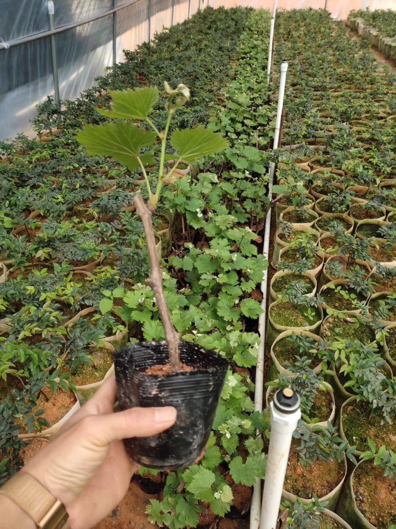 【今日特价】葡萄苗阳光玫瑰葡萄苗靓货包邮