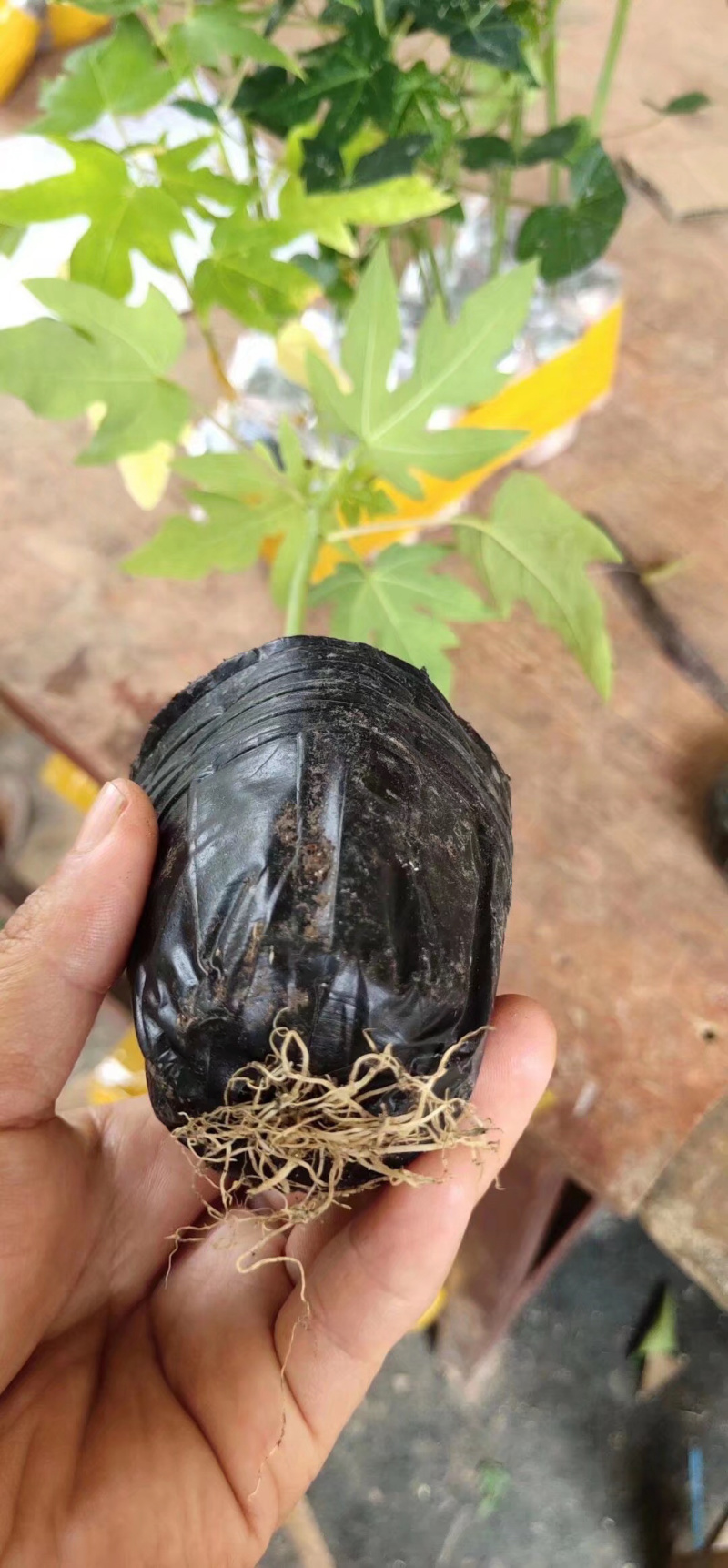 木瓜苗黄金木瓜苗木瓜苗包邮包邮包邮