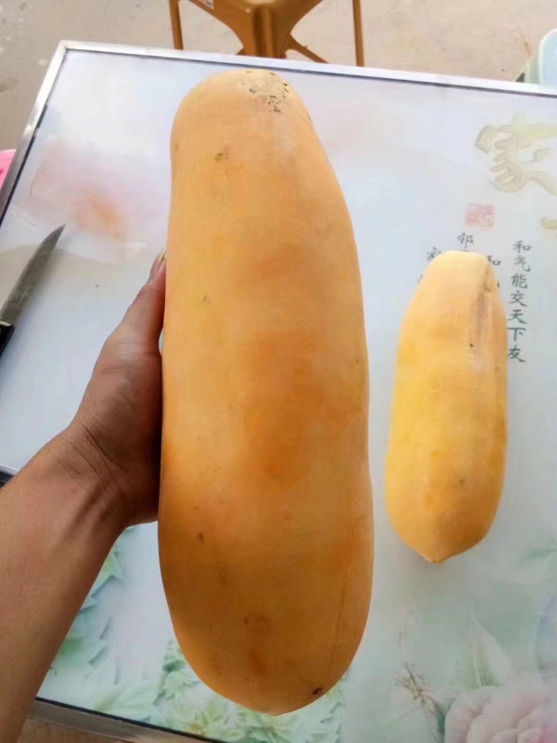 木瓜苗黄金木瓜苗木瓜苗包邮包邮包邮