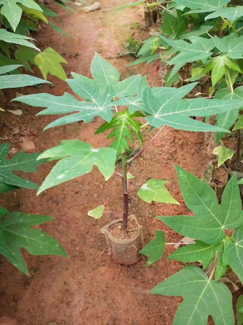 木瓜苗黄金木瓜苗木瓜苗包邮包邮包邮