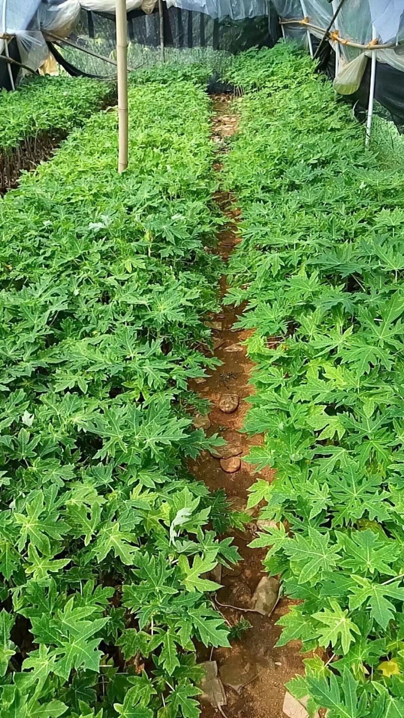 木瓜苗黄金木瓜苗木瓜苗包邮包邮包邮