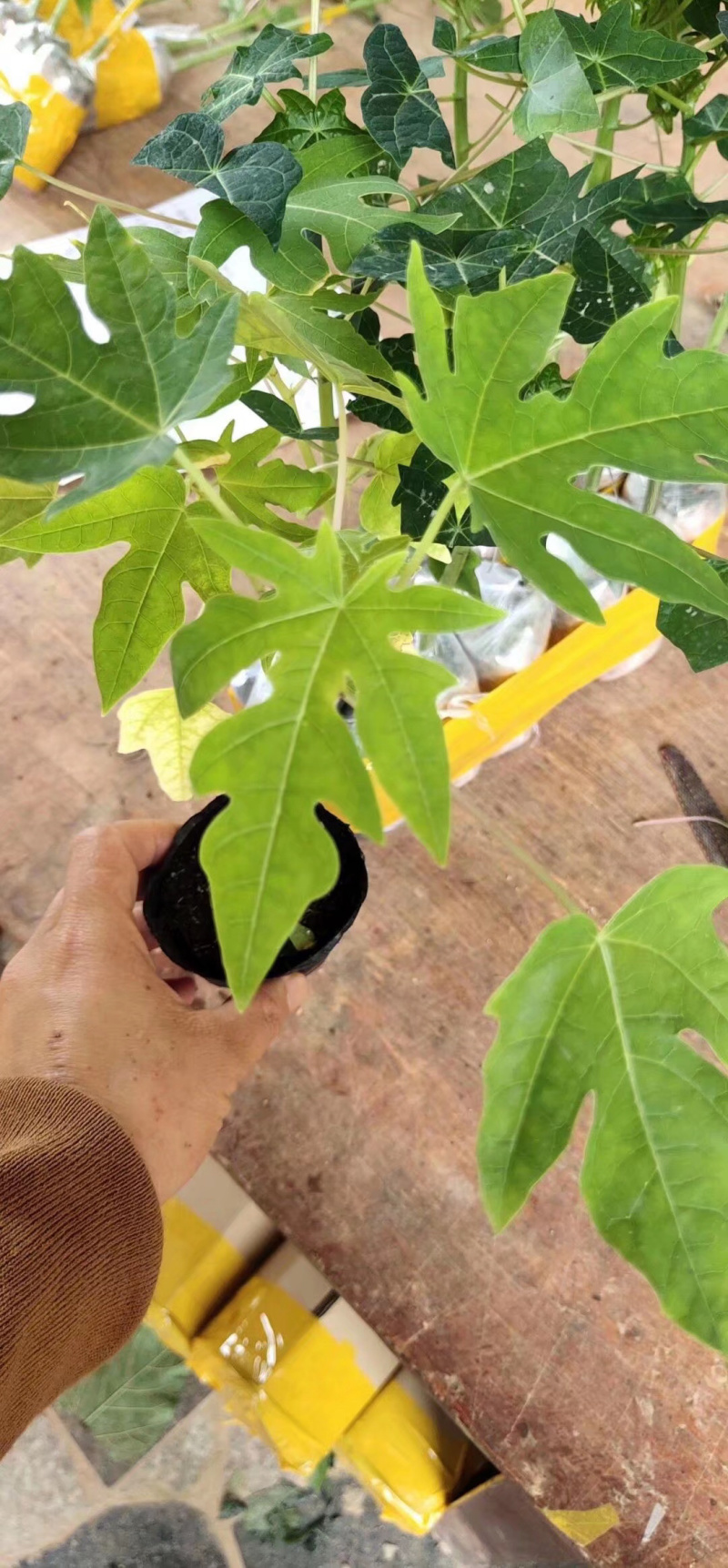 木瓜苗黄金木瓜苗木瓜苗包邮包邮包邮
