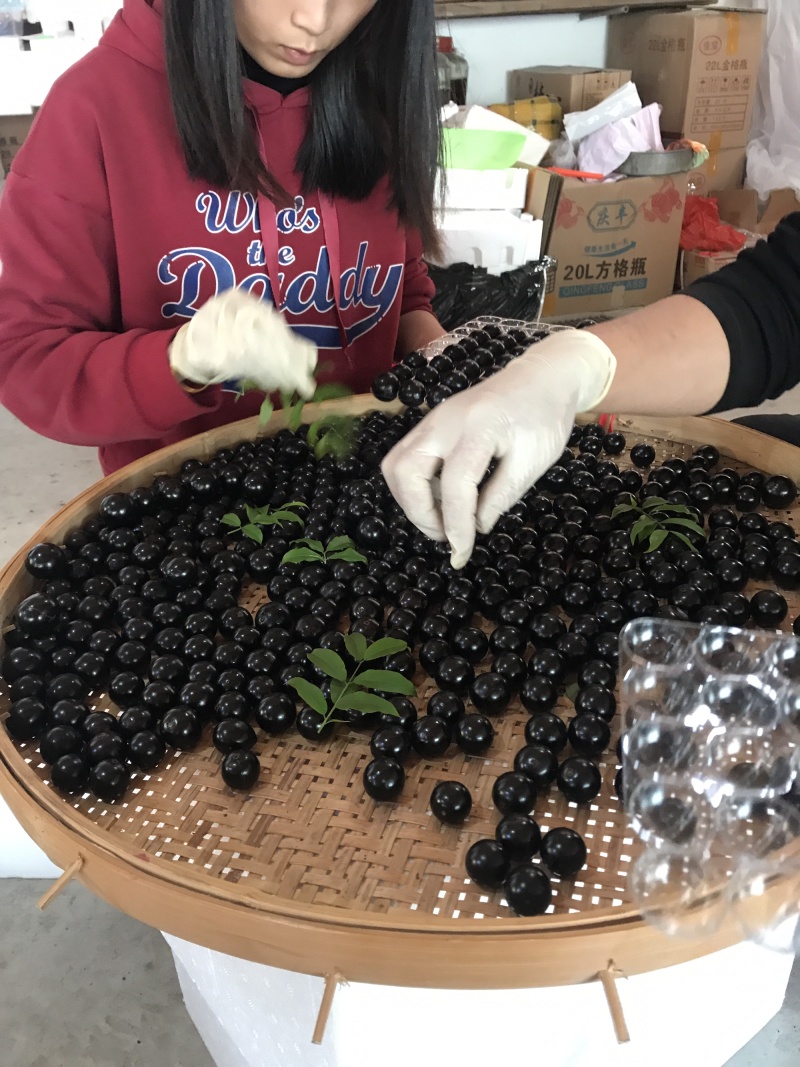 嘉宝果树葡萄鲜果支持电商代发零客诉