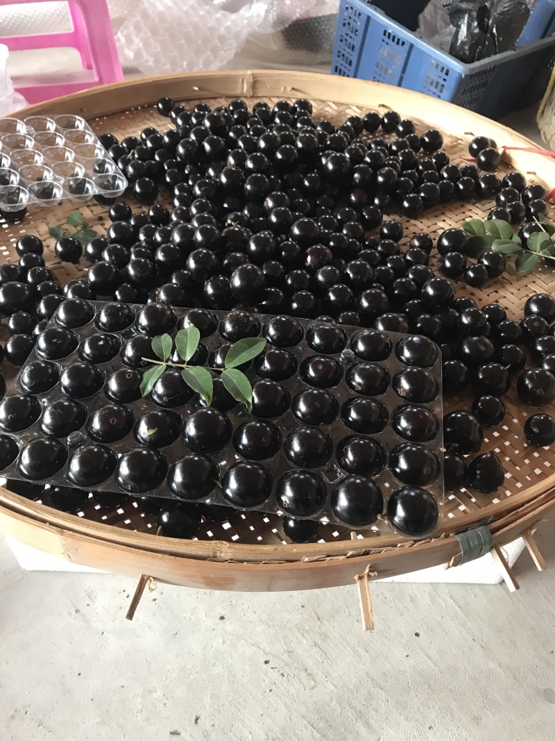 嘉宝果树葡萄鲜果支持电商代发零客诉