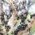 嘉宝果树葡萄鲜果支持电商代发零客诉
