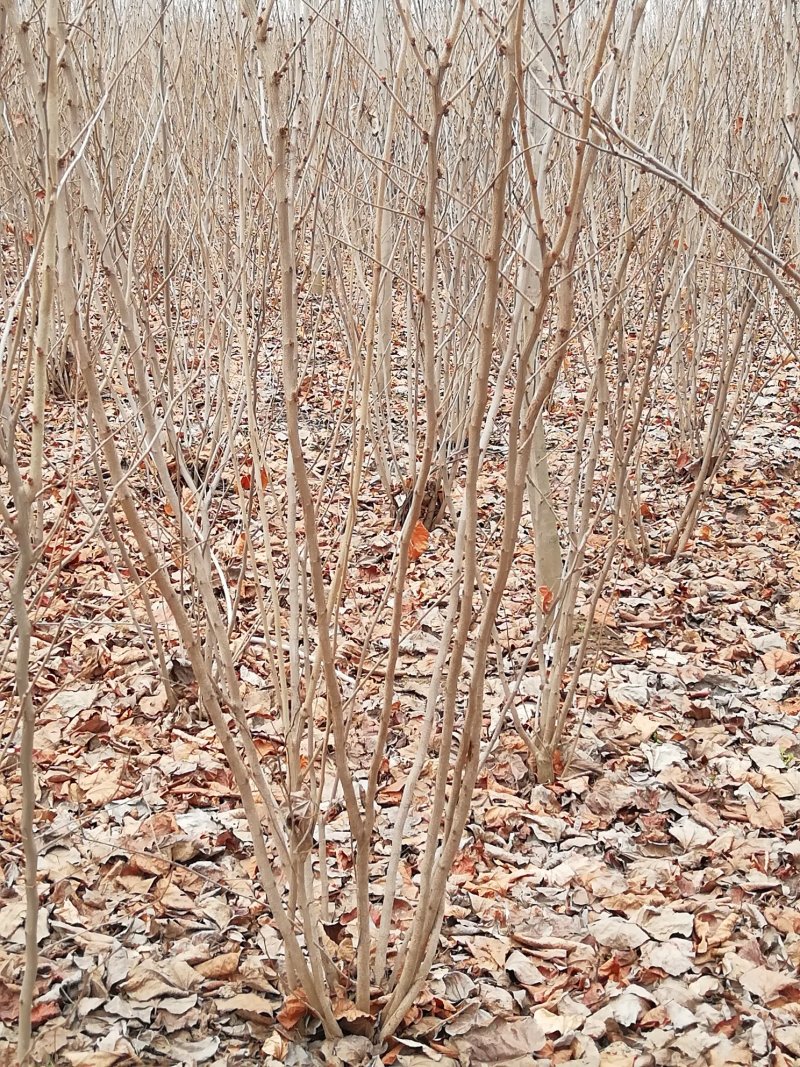 丛生紫荆2万棵大小规格欢迎来实地看树，价格优惠一手货源，