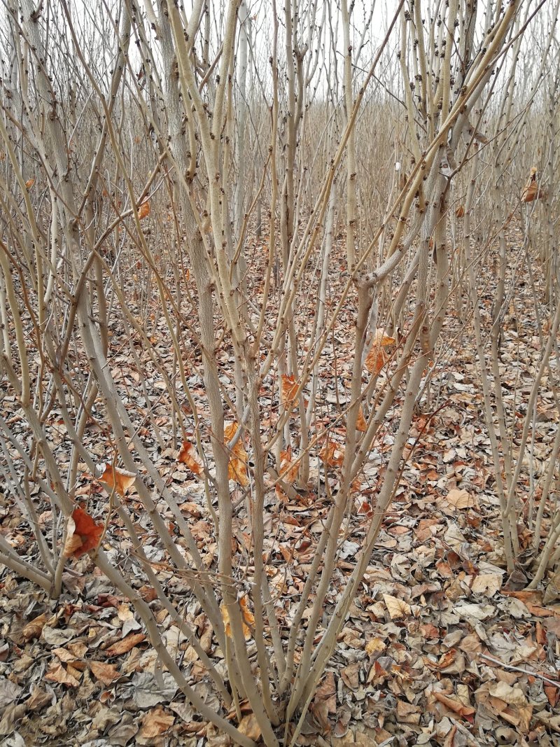 丛生紫荆2万棵大小规格欢迎来实地看树，价格优惠一手货源，