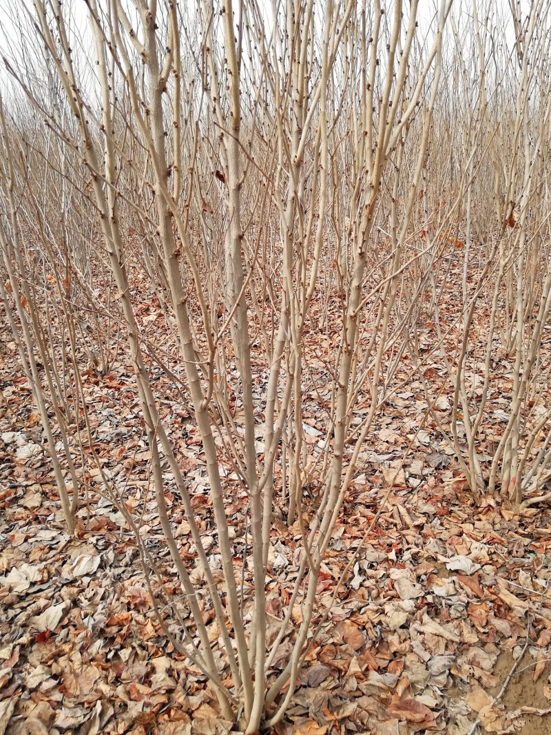 丛生紫荆2万棵大小规格欢迎来实地看树，价格优惠一手货源，