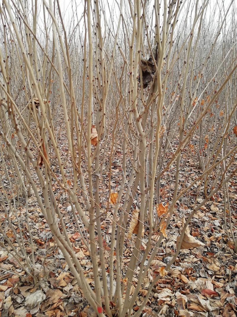 丛生紫荆2万棵大小规格欢迎来实地看树，价格优惠一手货源，