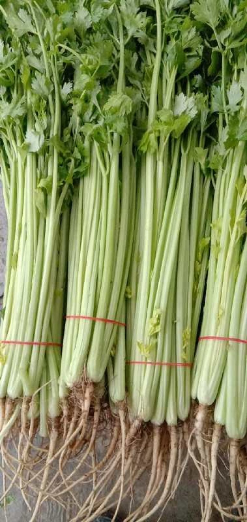 精品芹菜，保质保量诚信经营，量大从优全国代发