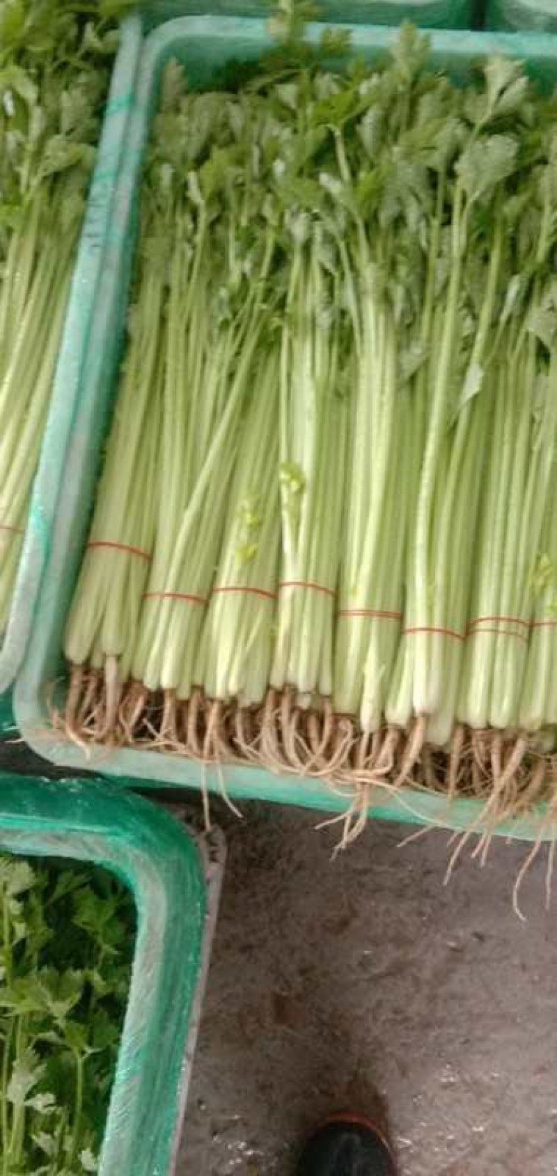 精品芹菜，保质保量诚信经营，量大从优全国代发