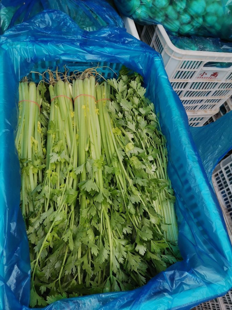 精品芹菜，保质保量诚信经营，量大从优全国代发