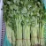 精品芹菜，保质保量诚信经营，量大从优全国代发