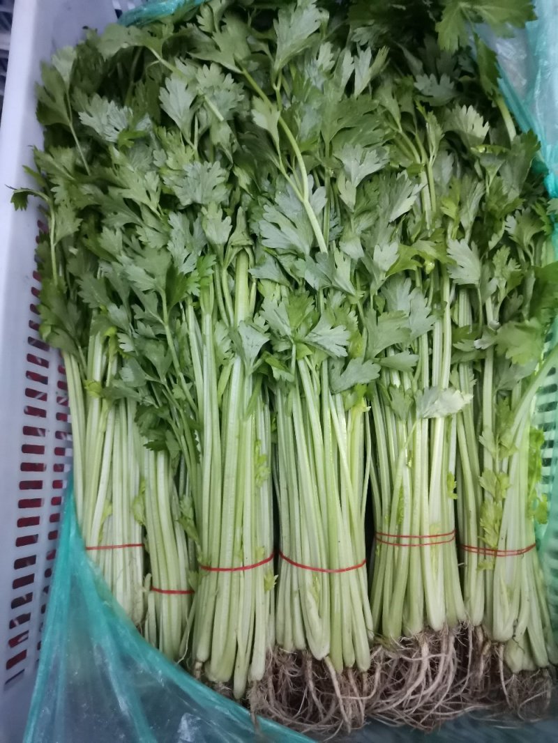 精品芹菜，保质保量诚信经营，量大从优全国代发
