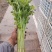 精品芹菜，保质保量诚信经营，量大从优全国代发