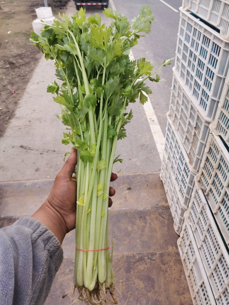 精品芹菜，保质保量诚信经营，量大从优全国代发