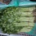 精品芹菜，保质保量诚信经营，量大从优全国代发
