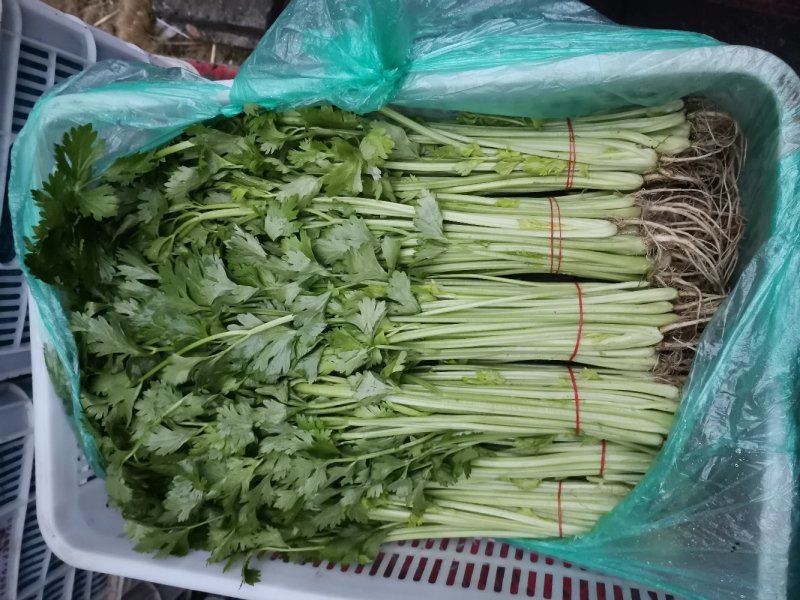 精品芹菜，保质保量诚信经营，量大从优全国代发