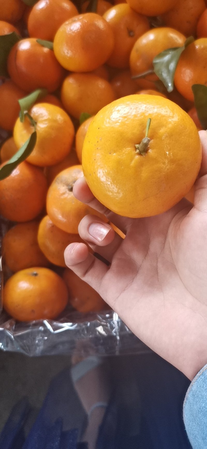 广西武鸣沃柑一件代发