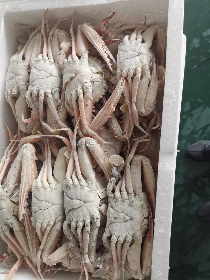 螃蟹红蟹肉蟹，香辣蟹，酒店自自助餐都可以用