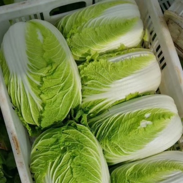 精品黄心白菜精品基地直发量大从优品质保障可视频看货