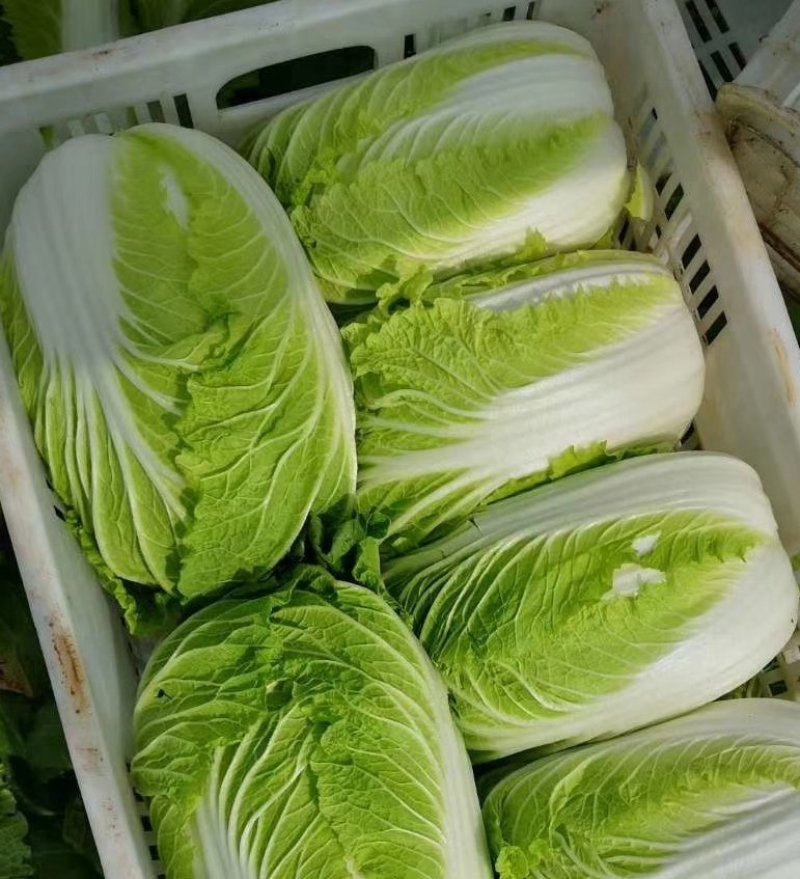 精品黄心白菜精品基地直发量大从优品质保障可视频看货