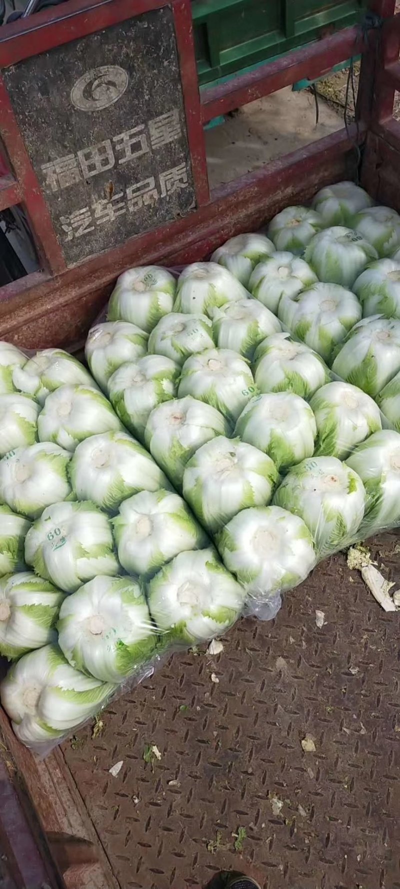 精品黄心白菜精品基地直发量大从优品质保障可视频看货