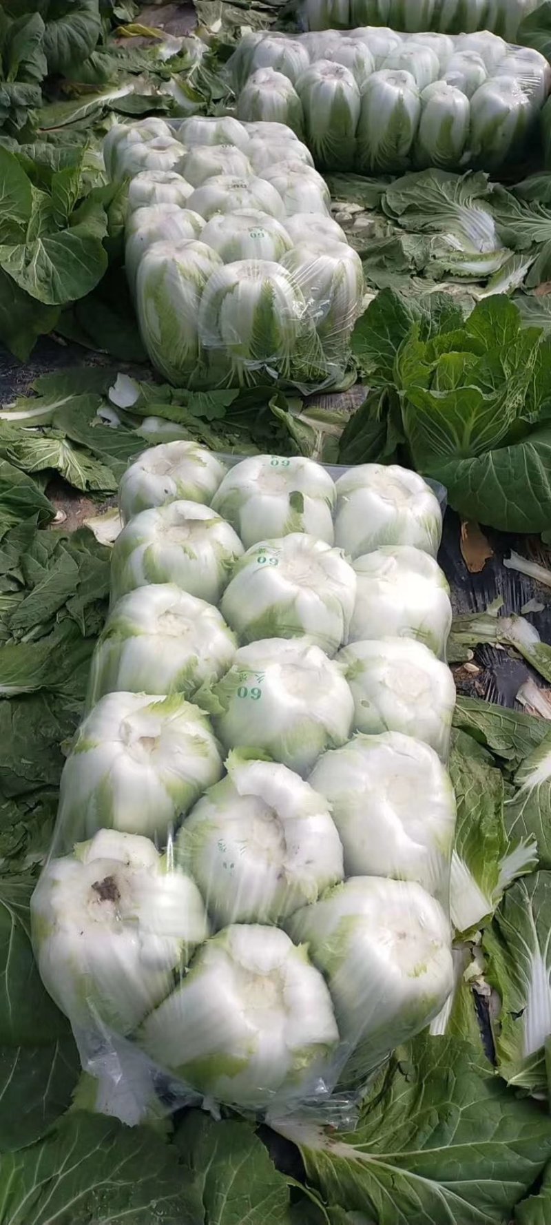 精品黄心白菜精品基地直发量大从优品质保障可视频看货