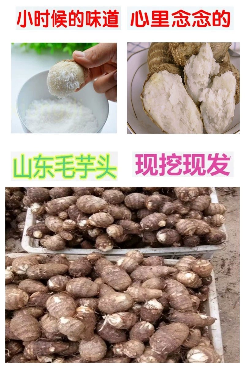 芋头实发5斤装山东农家产地新鲜直供蔬菜毛山芋软糯【预售】
