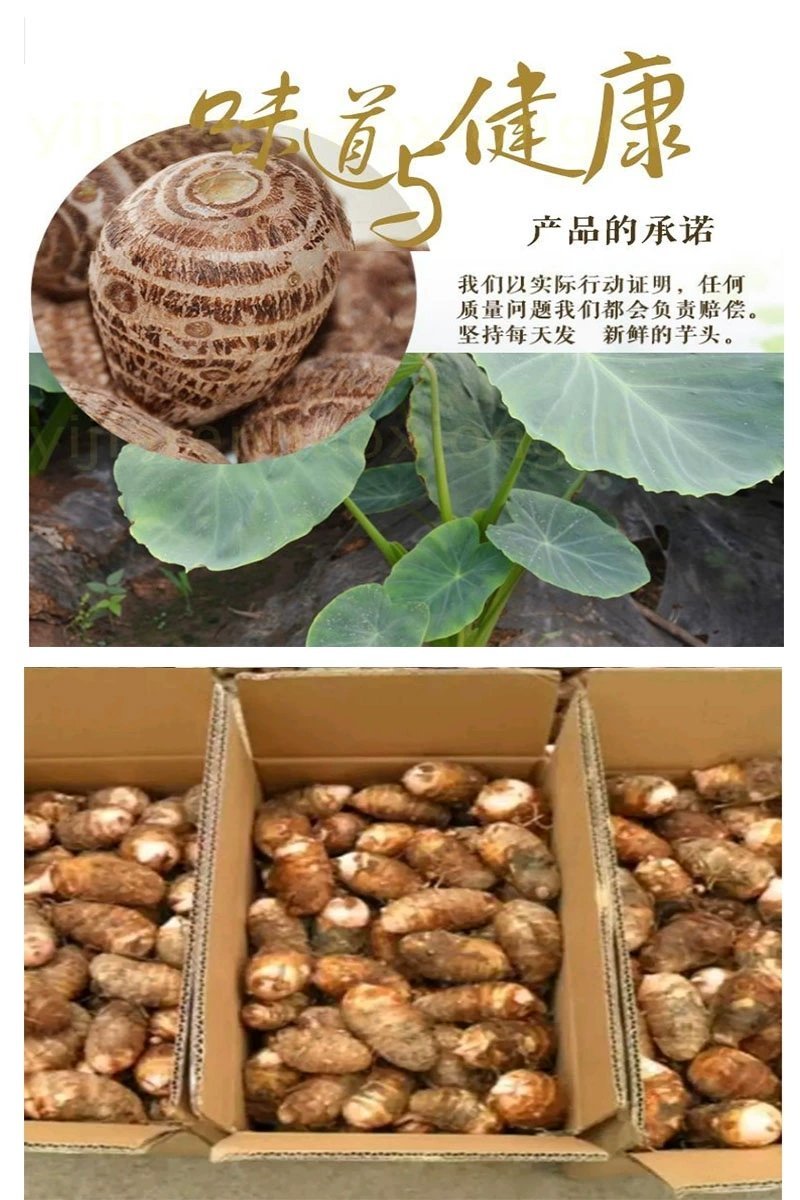 芋头实发5斤装山东农家产地新鲜直供蔬菜毛山芋软糯【预售】
