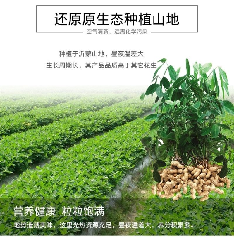 山东大粒花生米5斤新生散装农家自产手工剥新货去壳生花生