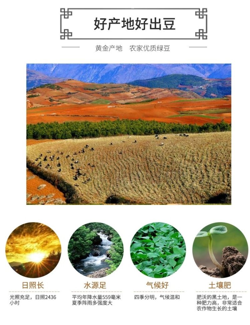 去壳绿豆小绿豆老品种毛绿豆5斤绿豆爽绿豆粥夏季消暑绿豆汤