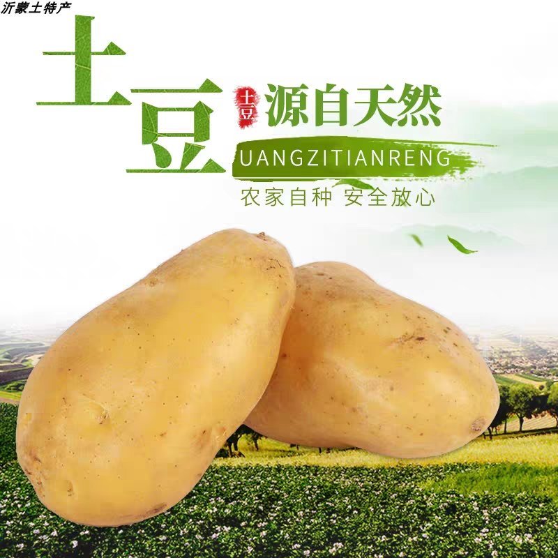 新土豆淀粉家用食用黄皮黄心粉土豆20年新鲜多用5斤装大土