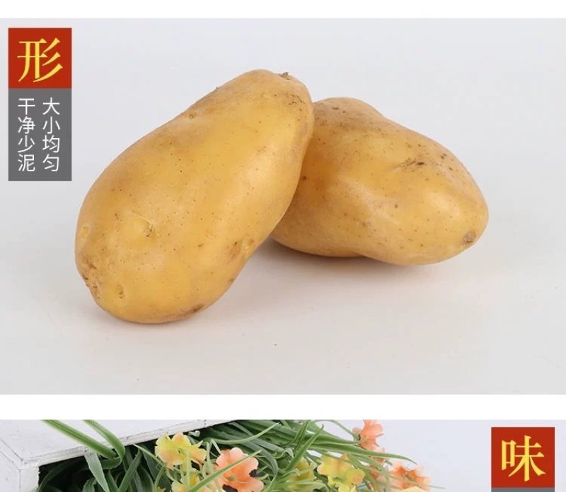 新土豆淀粉家用食用黄皮黄心粉土豆20年新鲜多用5斤装大土