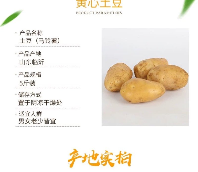 新土豆淀粉家用食用黄皮黄心粉土豆20年新鲜多用5斤装大土