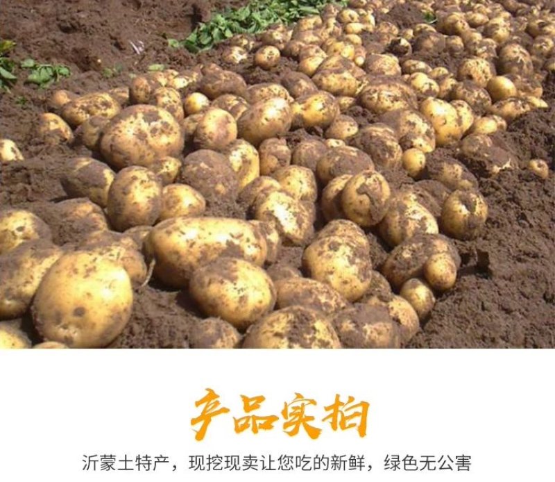 新土豆淀粉家用食用黄皮黄心粉土豆20年新鲜多用5斤装大土