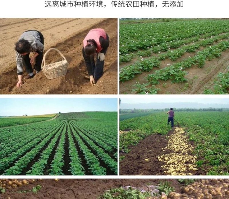 新土豆淀粉家用食用黄皮黄心粉土豆20年新鲜多用5斤装大土