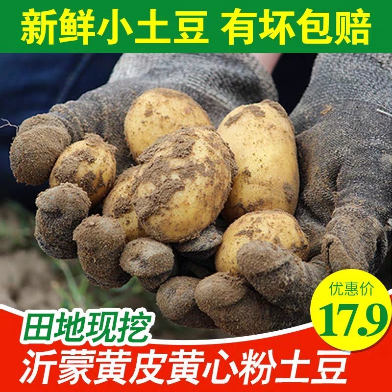 新土豆淀粉家用食用黄皮黄心粉土豆20年新鲜多用5斤装大土