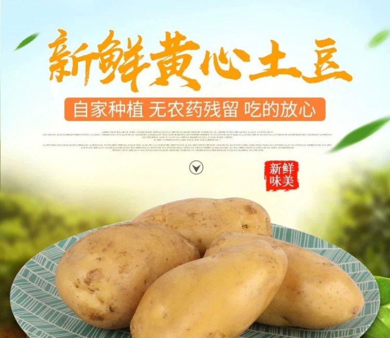 新土豆淀粉家用食用黄皮黄心粉土豆20年新鲜多用5斤装大土
