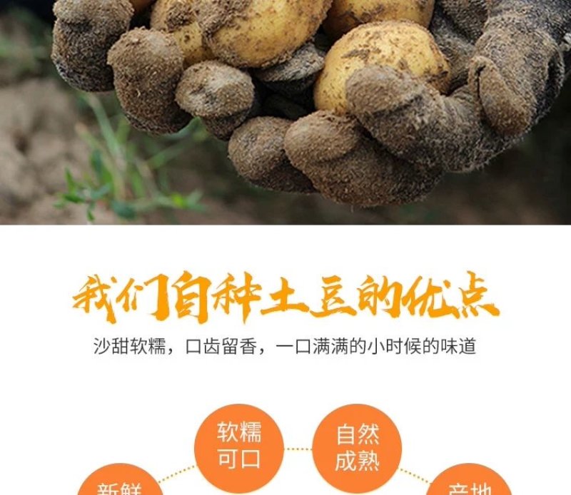 新土豆淀粉家用食用黄皮黄心粉土豆20年新鲜多用5斤装大土