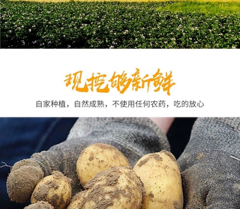 新土豆淀粉家用食用黄皮黄心粉土豆20年新鲜多用5斤装大土