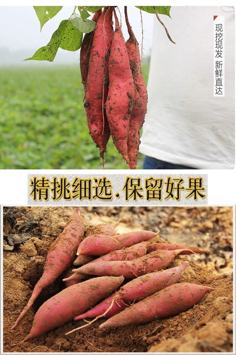沂蒙香薯沙地红薯新鲜个大红心蜜薯农家自种大香薯5斤烤地瓜