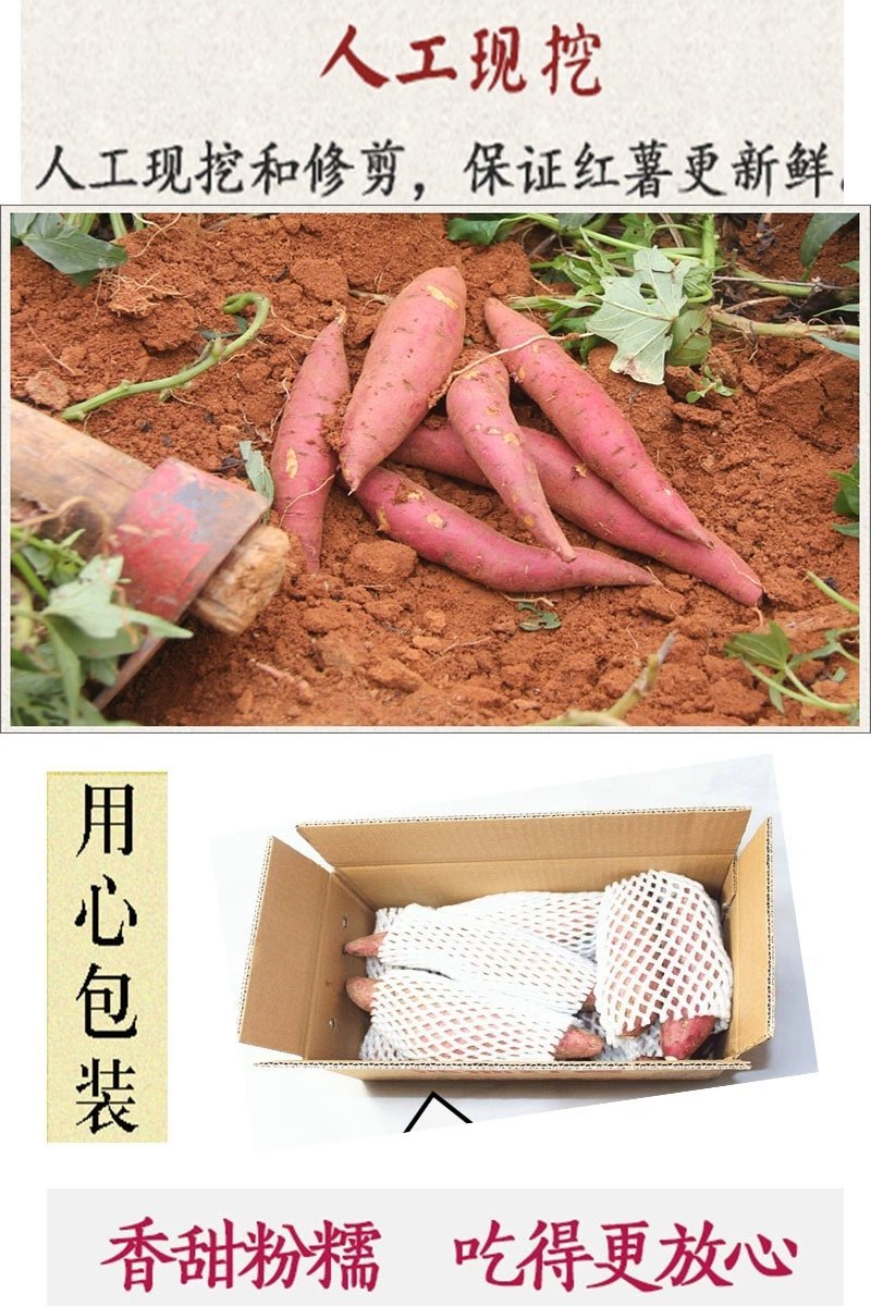 沂蒙香薯沙地红薯新鲜个大红心蜜薯农家自种大香薯5斤烤地瓜