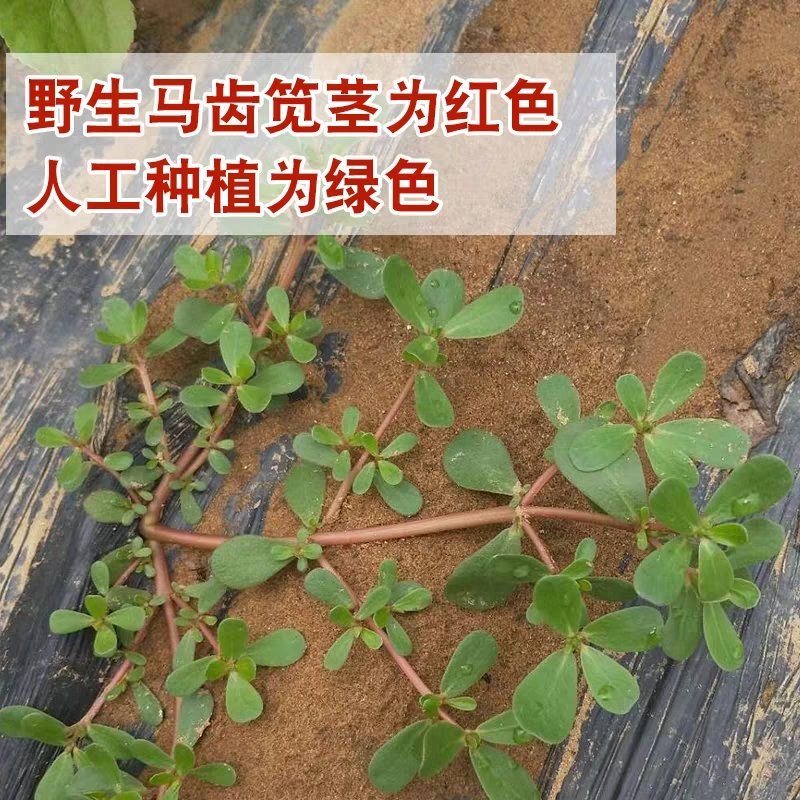 马齿笕地菜新鲜天然地菜新鲜蚂蚱菜长寿菜儿时记忆鲜野菜现挖